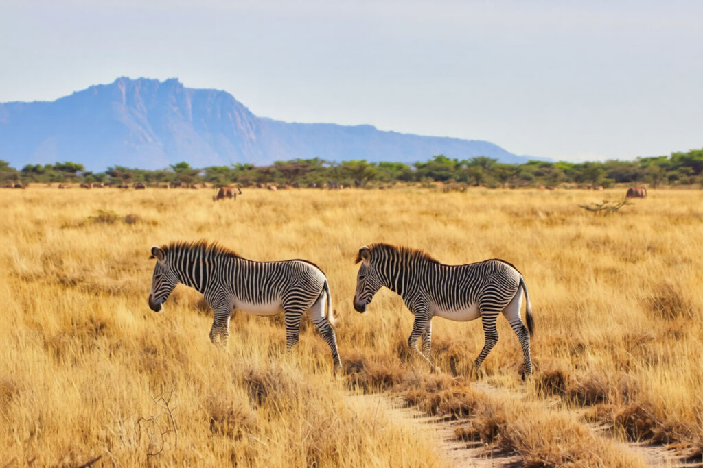 Samburu National Reserve