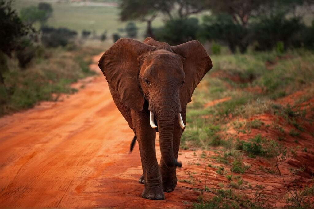 Tsavo National Park