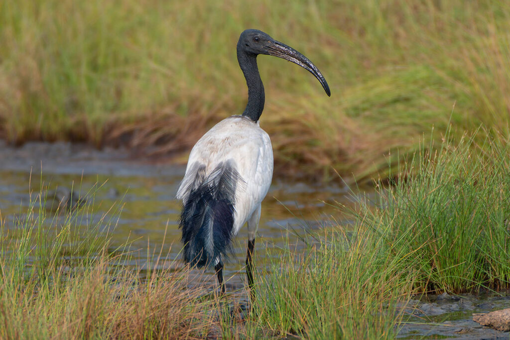 14 Day Uganda Birding and Wildlife Safari
