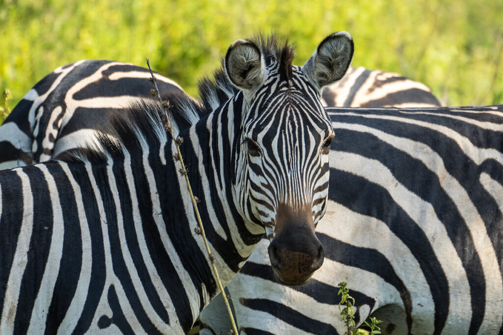 3 Day Lake Mburo National Park Safari