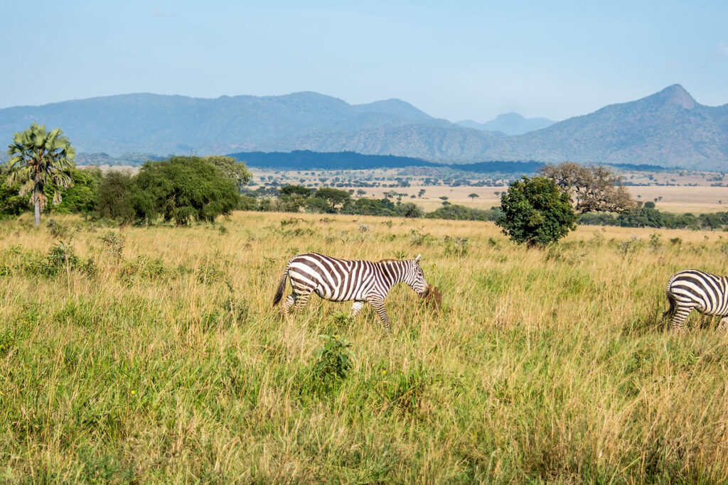 Kidepo Valley National Park