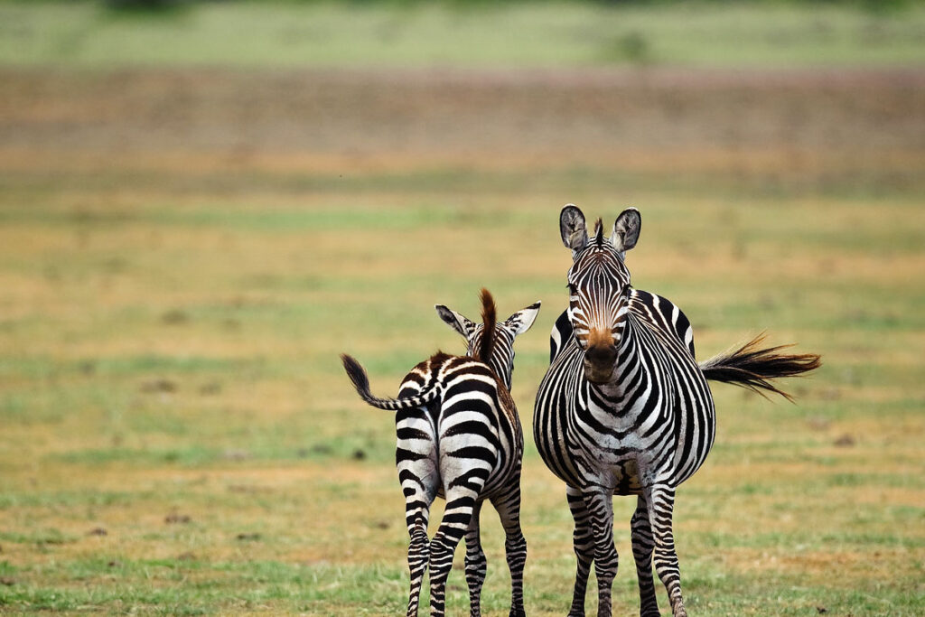 Lake Manyara National Park