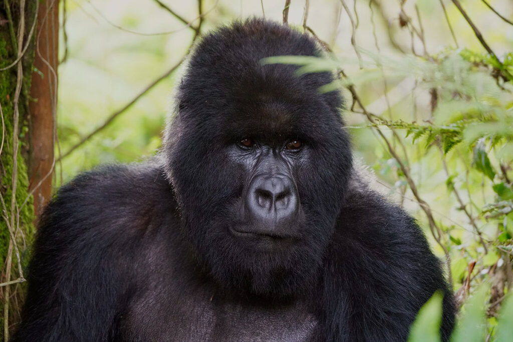 4 Day Rwanda Gorilla Trekking and Golden Monkey Safari