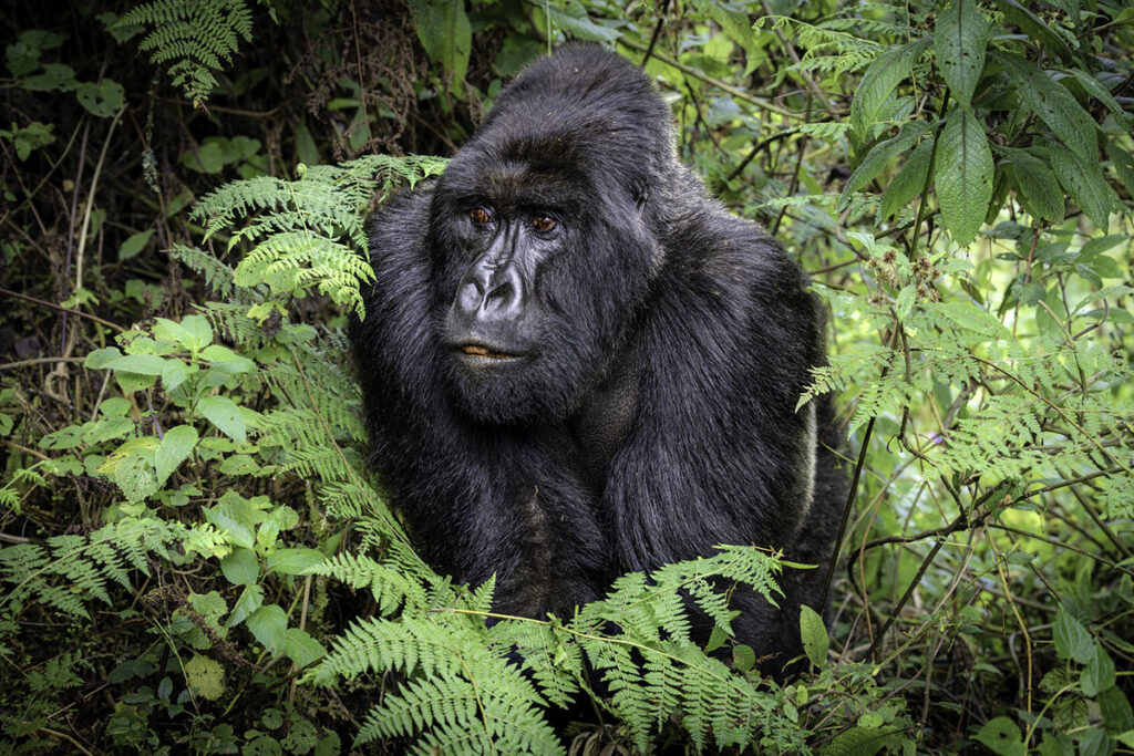 5 Day Rwanda Gorilla Trekking, Golden Monkey & Wildlife Safari