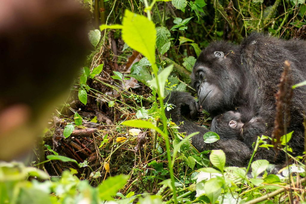 3 Day Uganda Gorilla Trekking Tour