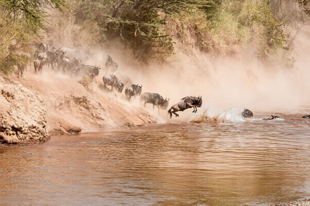 The Great Wildebeest Migration