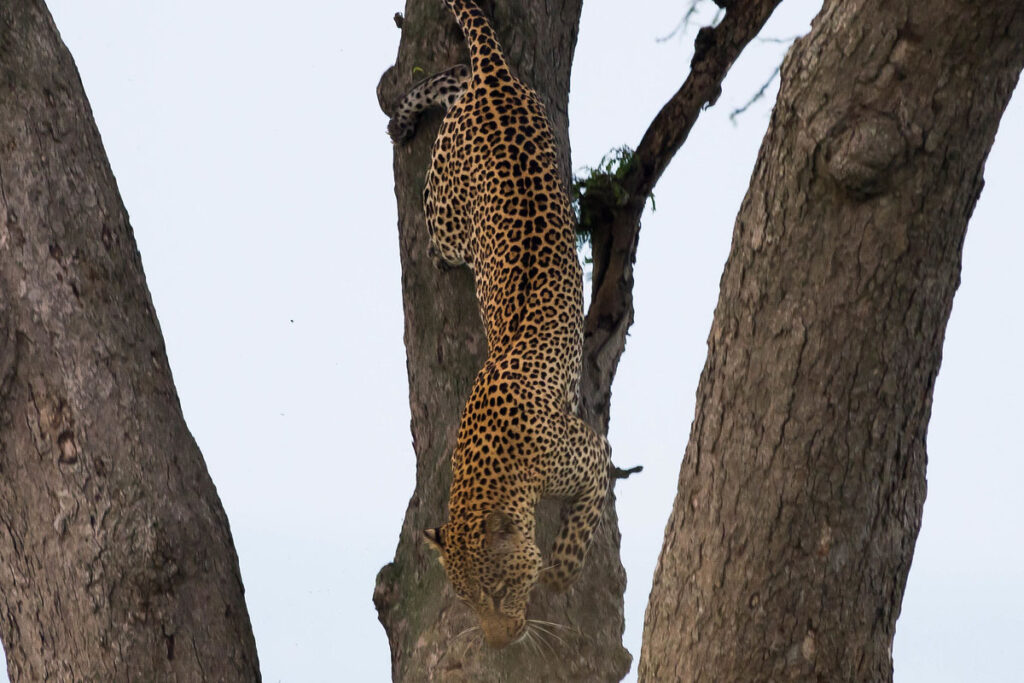 12 Day Best of Uganda Safari