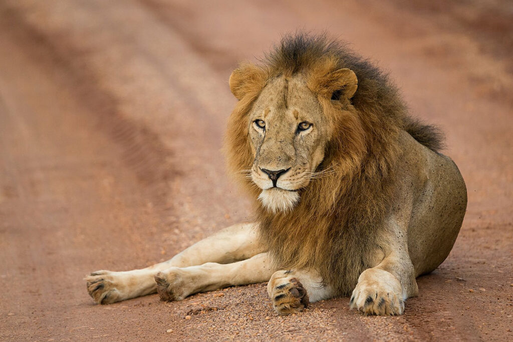 10 Day Uganda Gorilla Trekking, Chimpanzee Tracking and Wildlife Safari