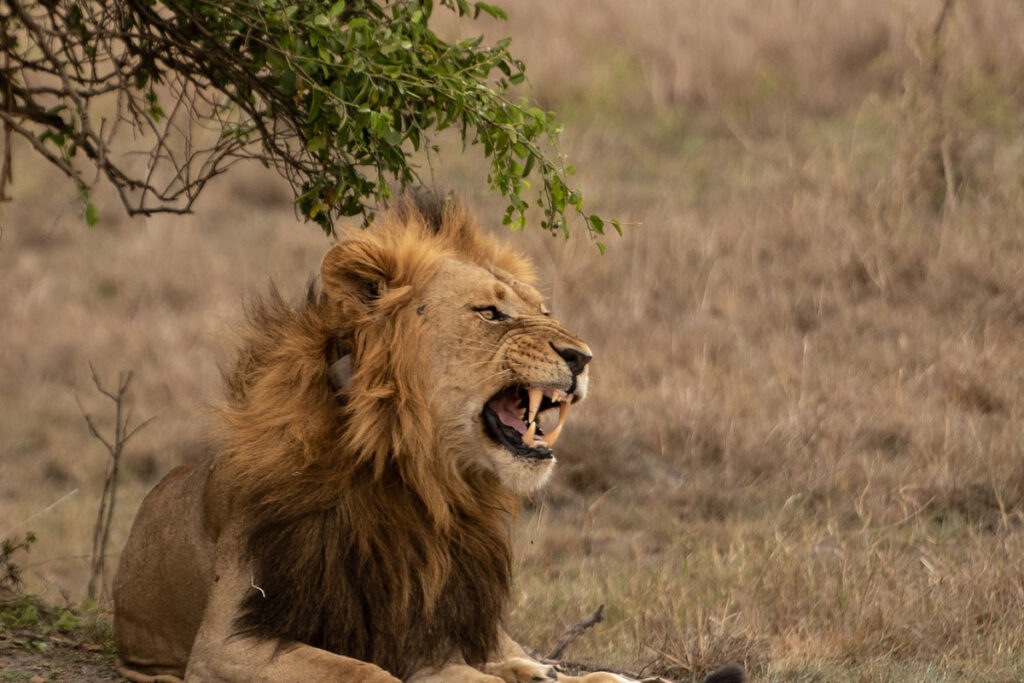 Akagera National Park