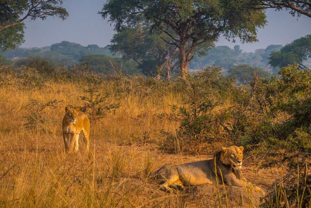 5 Day Uganda Gorilla Trekking & Wildlife Safari from Kigali