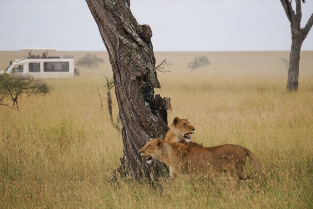 Wildlife Game Drives in East Africa